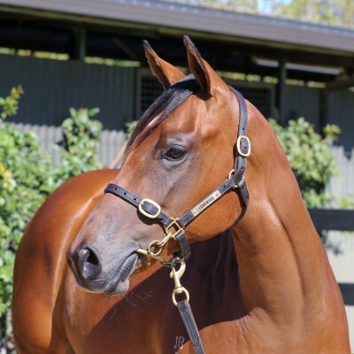 Lot 246: Capitalist / Kimberley Spirit
