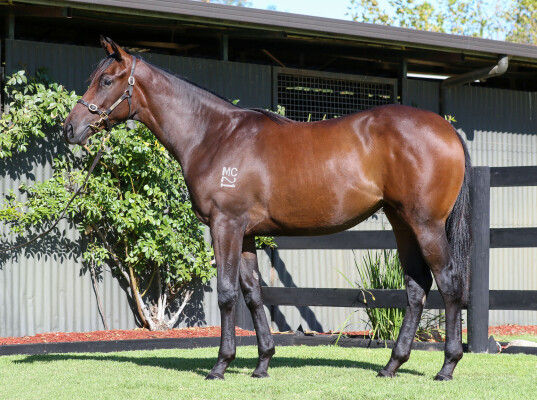 Lot 313: Pinatubo (IRE) / Mercy May