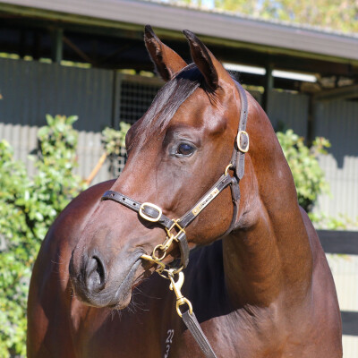 Lot 313: Pinatubo (IRE) / Mercy May