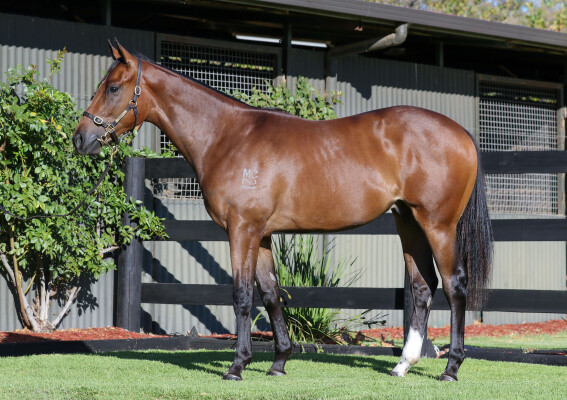 Lot 468: Ghaiyyath (IRE) / Six Bells