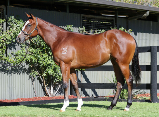 Lot 470: Toronado (IRE) / Smooth Edge