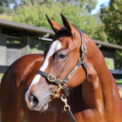 Lot 470: Toronado (IRE) / Smooth Edge