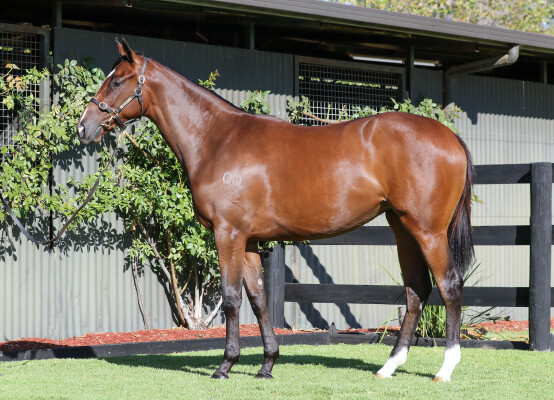 Lot 559: Blue Point (IRE) / White Glove Test