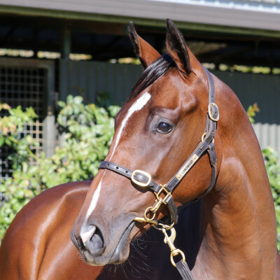 Lot 559: Blue Point (IRE) / White Glove Test