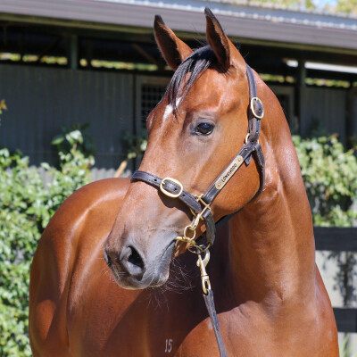 Lot 593: Tagaloa / Bridal Falls