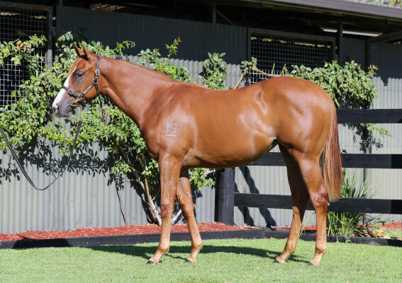 Lot 751: Anders / She Loves You