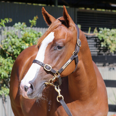 Lot 751: Anders / She Loves You