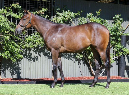 Lot 762: Tagaloa / Smart Miss Hill