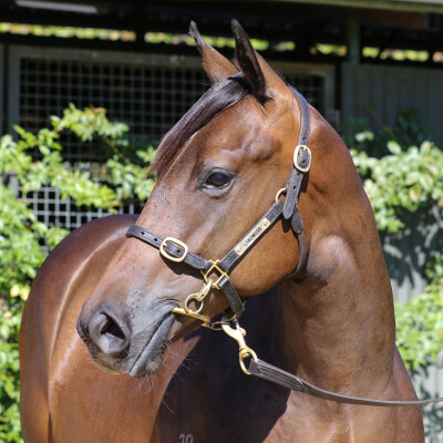 Lot 762: Tagaloa / Smart Miss Hill