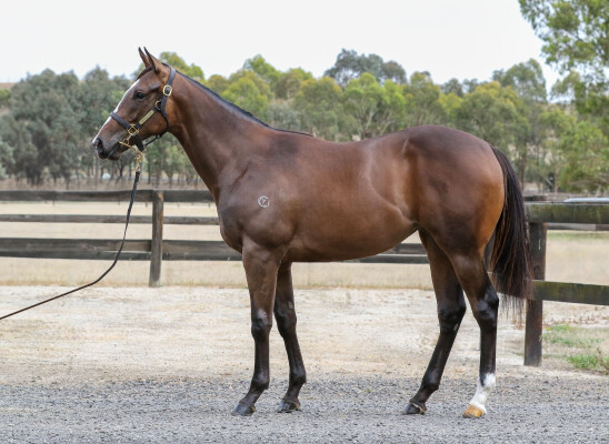 Lot 733: Blue Point (IRE) / Rocket Commander