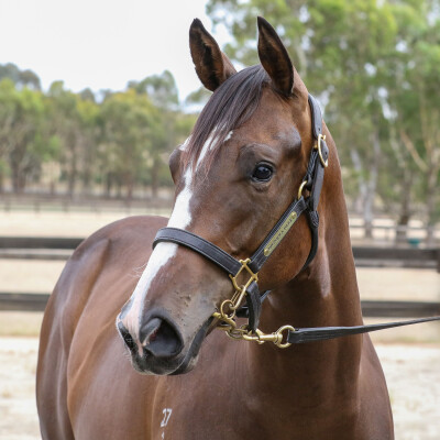 Lot 733: Blue Point (IRE) / Rocket Commander