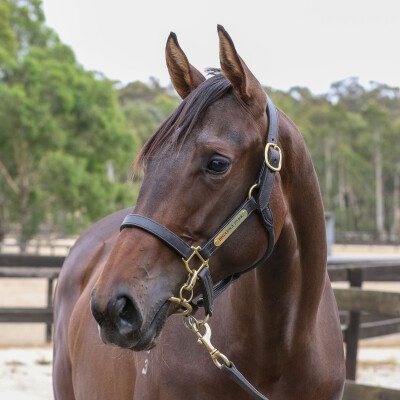 Lot 760: Kermadec (NZ) / Skewer