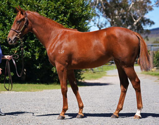 Lot 613: Harry Angel (IRE) / Crying Angel (NZ)