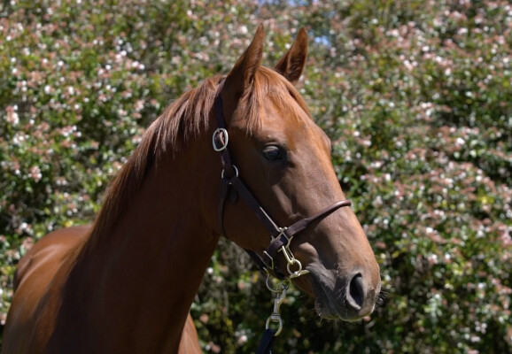 Lot 613: Harry Angel (IRE) / Crying Angel (NZ)