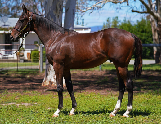 Lot 709: Wooded (IRE) / Our Fun