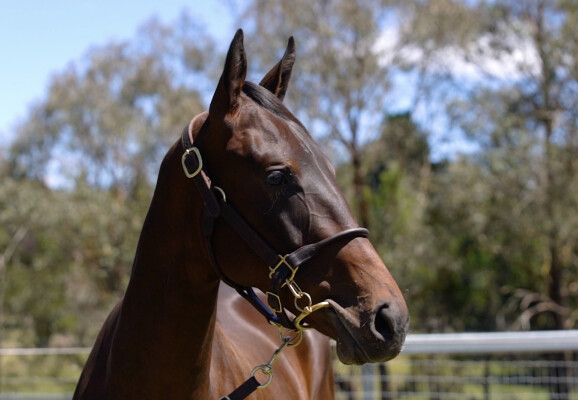 Lot 709: Wooded (IRE) / Our Fun