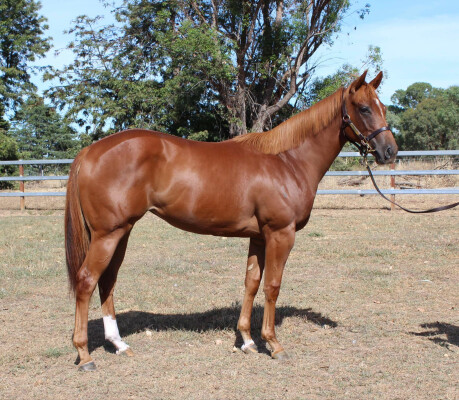 Lot 681: Magnus / Lisa in Green