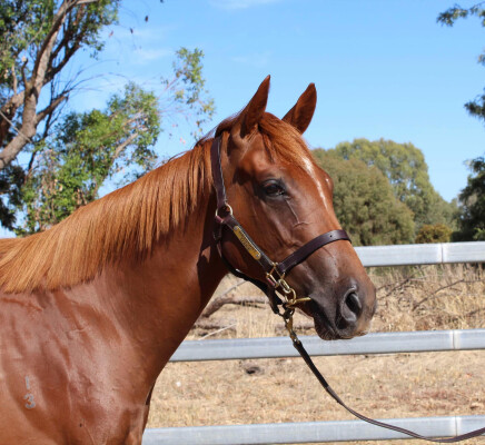 Lot 681: Magnus / Lisa in Green