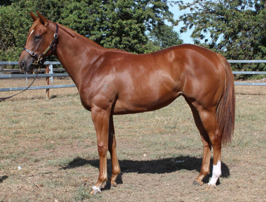 Lot 681: Magnus / Lisa in Green