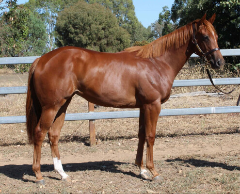 Lot 681: Magnus / Lisa in Green