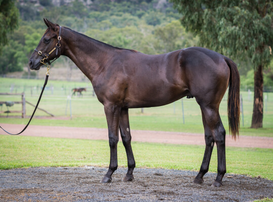 Lot 438: Ole Kirk / Savaland (NZ)