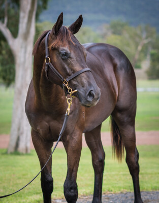 Lot 438: Ole Kirk / Savaland (NZ)
