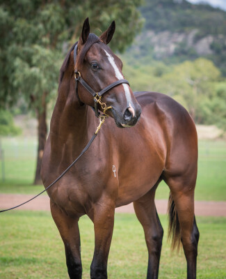 Lot 562: Shamus Award / With a Bit of Dash