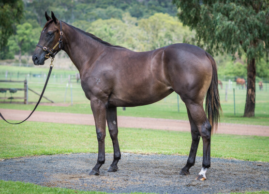 Lot 650: Microphone / Guardian's Path