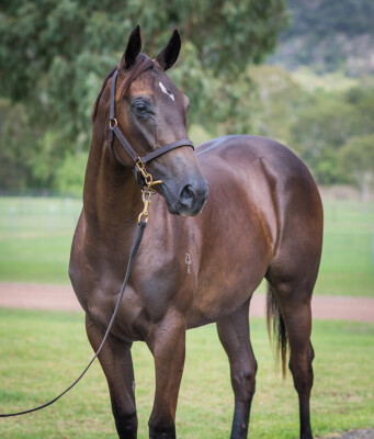 Lot 650: Microphone / Guardian's Path