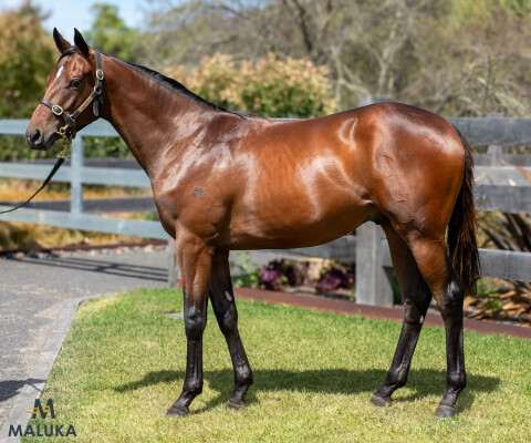 Lot 799: Russian Revolution / Whistling Dixie (NZ)