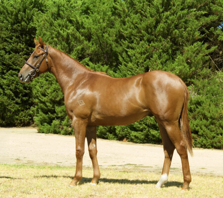 Lot 250: Russian Revolution / Kite Haraka