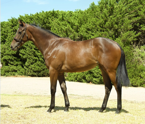 Lot 302: Shamus Award / Makrooma