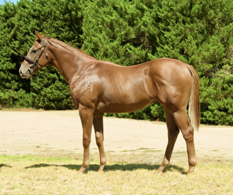 Lot 685: Magnus / Madlenka