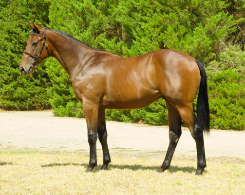 Lot 736: Tagaloa / Rowdy Belle