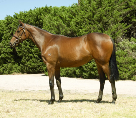 Lot 743: Ghaiyyath (IRE) / Savalook (NZ)