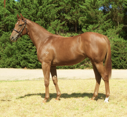 Lot 803: Harry Angel (IRE) / Wind Shift
