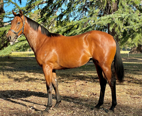 Lot 589: Wandjina / Bise