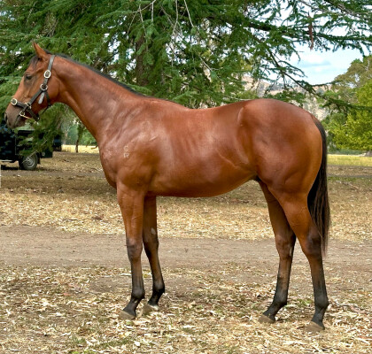 Lot 726: Ilovethiscity / Recession Buster