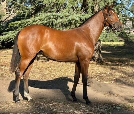 Lot 766: Harry Angel (IRE) / Stormingdeel