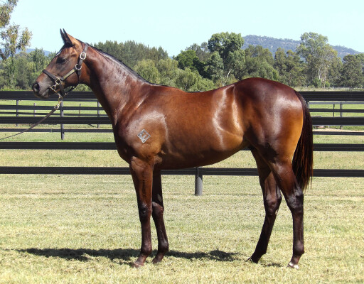 Lot 347: Zoustar / Nariko