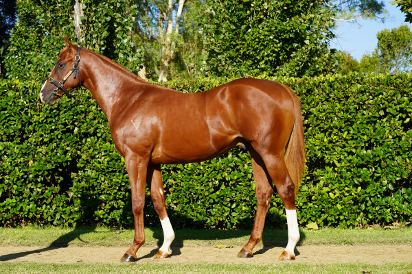 Lot 20: Nicconi / Alana's Party