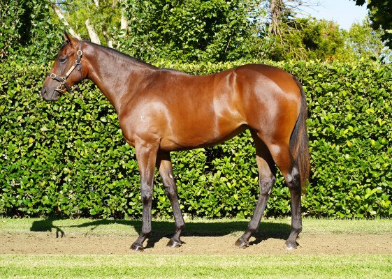 Lot 55: Stay Inside / Backflash (USA)