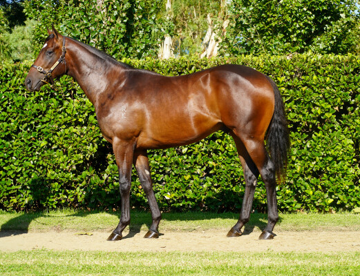 Lot 108: Xtravagant (NZ) / Chloebell