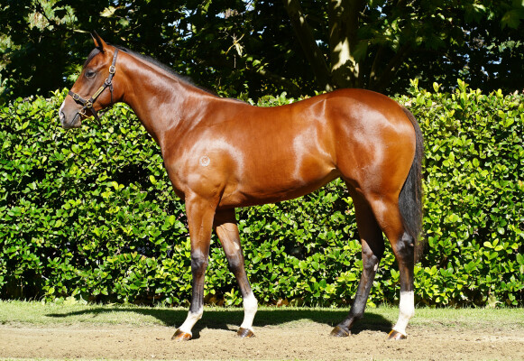 Lot 141: Xtravagant (NZ) / Disbelieve (GB)