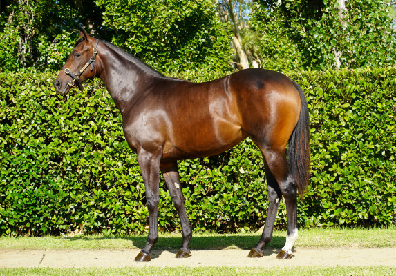 Lot 142: Xtravagant (NZ) / Disco Queen