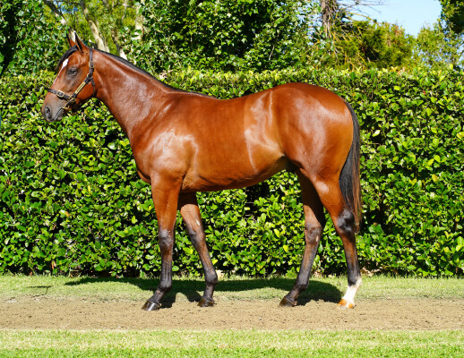 Lot 282: Xtravagant (NZ) / Love