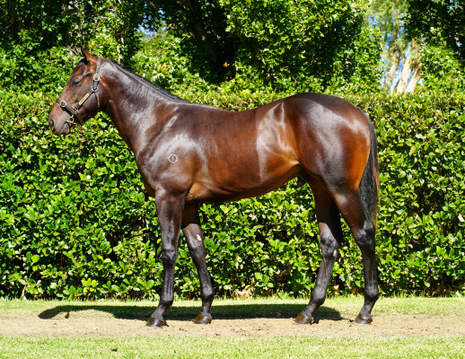 Lot 289: Xtravagant (NZ) / Luvaluva (NZ)
