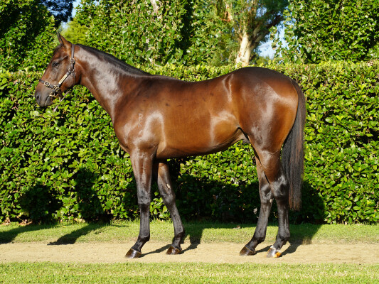 Lot 316: Cool Aza Beel (NZ) / Meteoric Lass