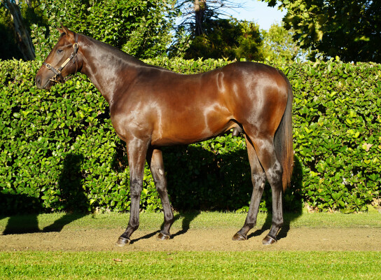 Lot 331: Capitalist / Mitzi