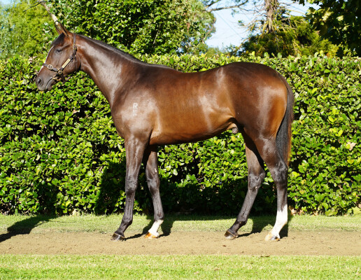 Lot 425: So You Think (NZ) / Sacred Witness